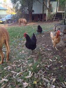Back yard and chickens